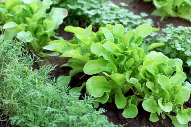 garden plants