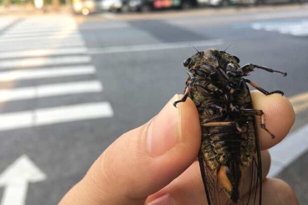 cicada bug