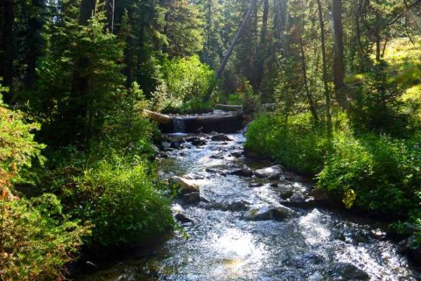 woods in idaho