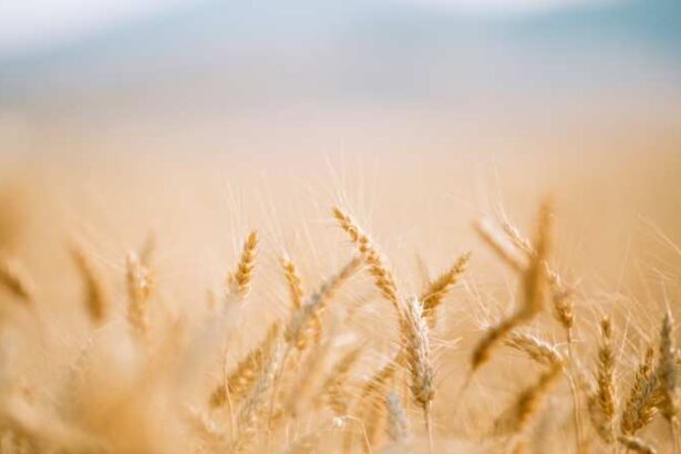 wheat field