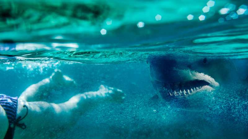 shark attacks beachgoer