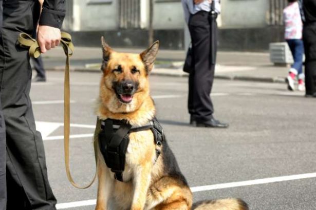 police dog