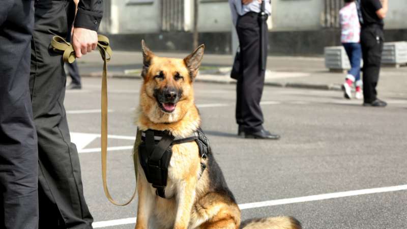 police dog