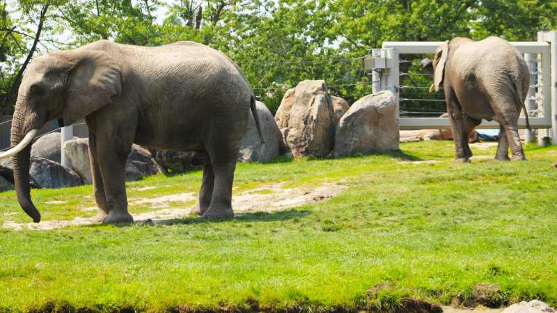 elephants